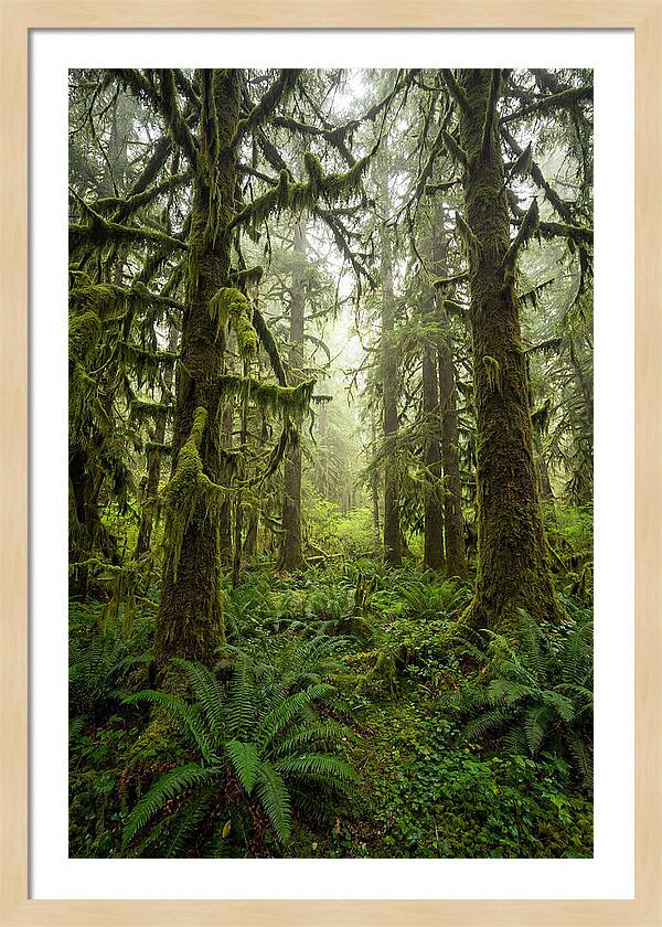 Hoh Rainforest Serenity
