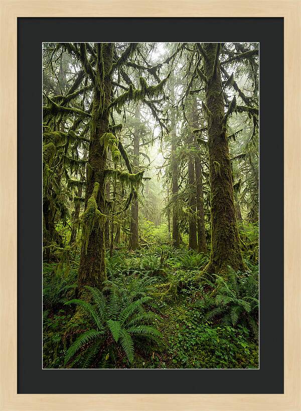 Hoh Rainforest Serenity