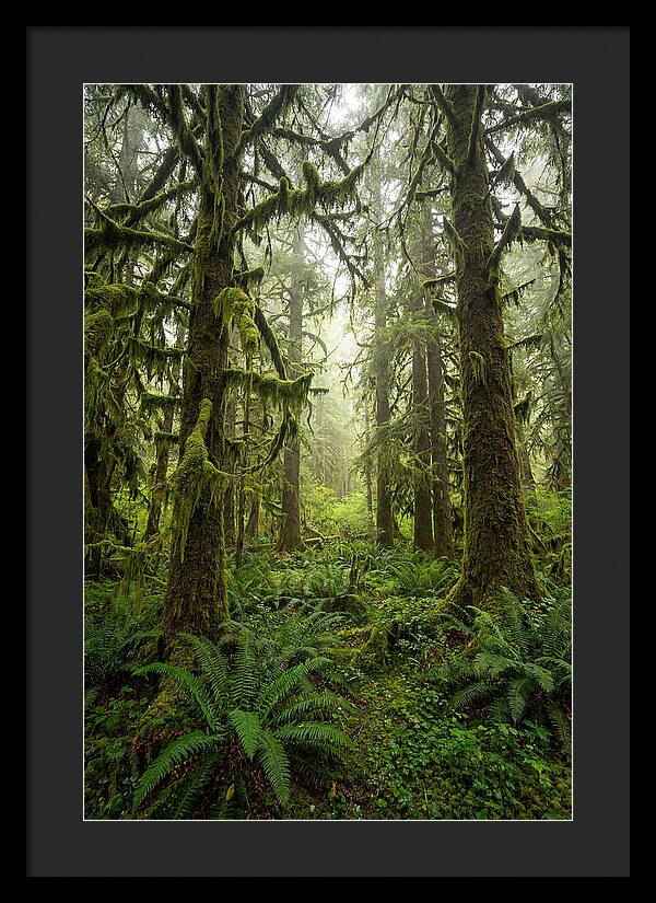 Hoh Rainforest Serenity