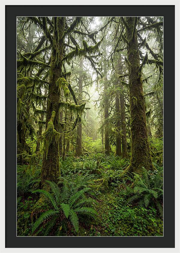 Hoh Rainforest Serenity