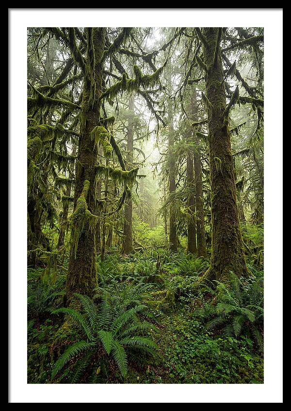 Hoh Rainforest Serenity