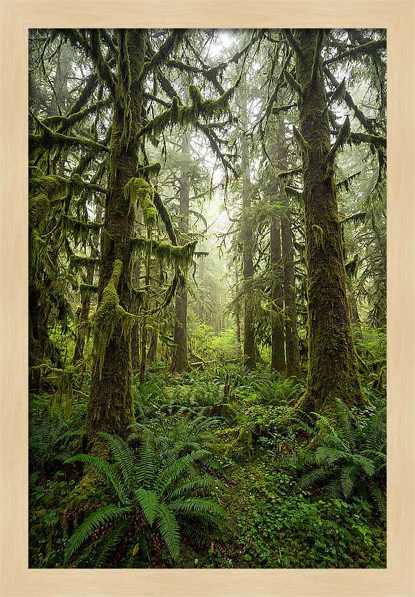 Hoh Rainforest Serenity