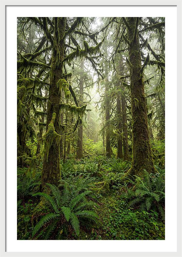 Hoh Rainforest Serenity