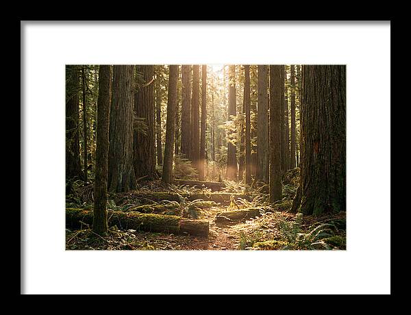 Hoh Rainforest Tranquility