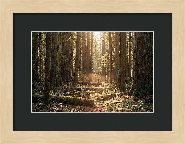 Hoh Rainforest Tranquility
