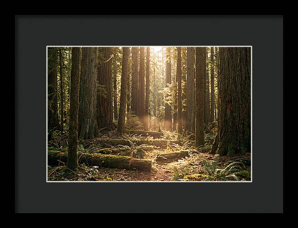 Hoh Rainforest Tranquility