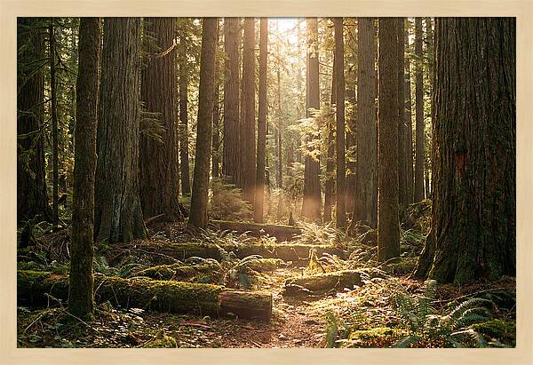 Hoh Rainforest Tranquility