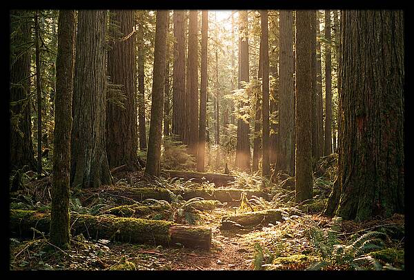 Hoh Rainforest Tranquility