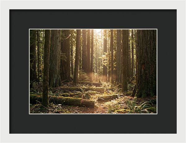 Hoh Rainforest Tranquility