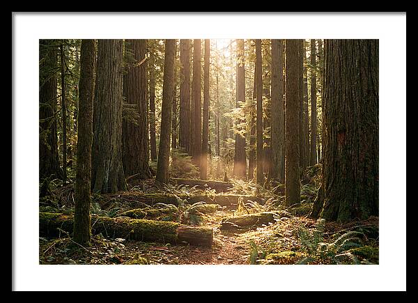 Hoh Rainforest Tranquility