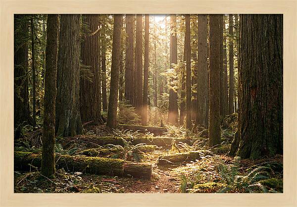 Hoh Rainforest Tranquility