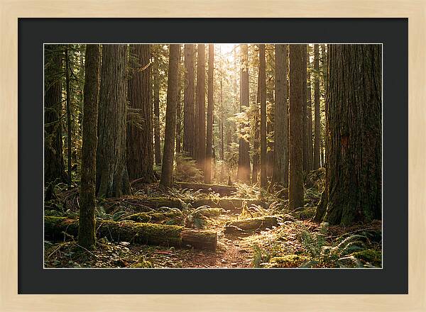 Hoh Rainforest Tranquility