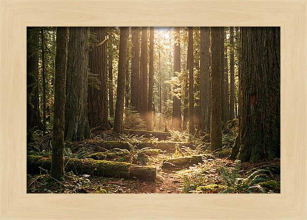 Hoh Rainforest Tranquility