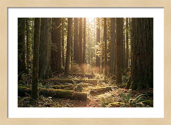 Hoh Rainforest Tranquility