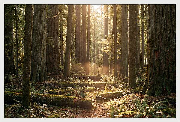 Hoh Rainforest Tranquility