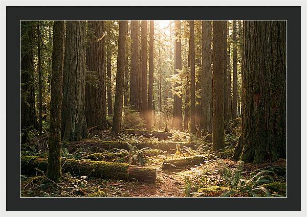 Hoh Rainforest Tranquility