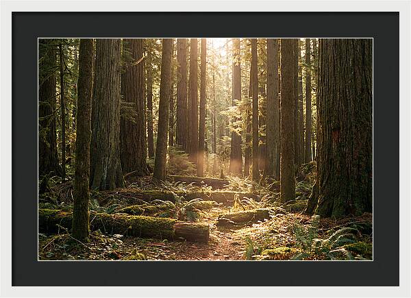 Hoh Rainforest Tranquility