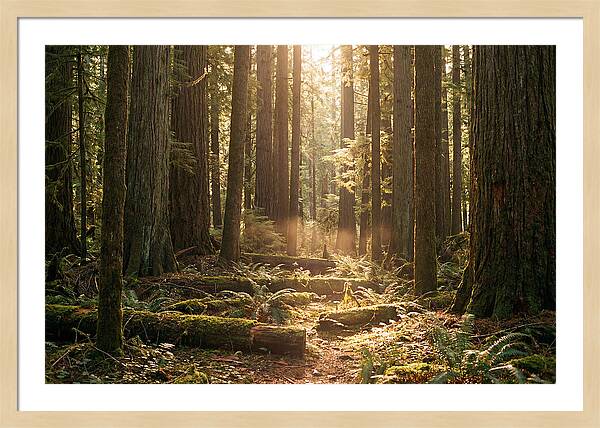 Hoh Rainforest Tranquility