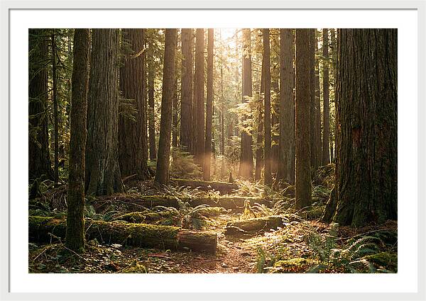 Hoh Rainforest Tranquility