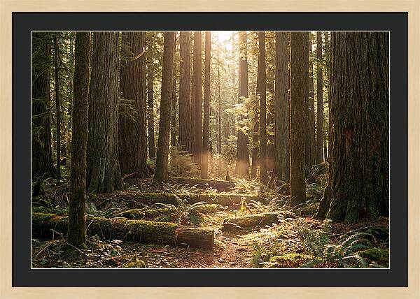 Hoh Rainforest Tranquility