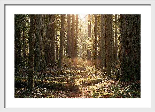 Hoh Rainforest Tranquility