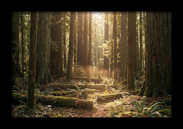Hoh Rainforest Tranquility