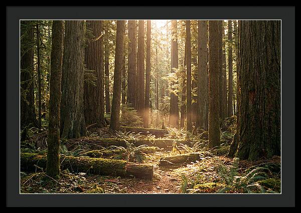 Hoh Rainforest Tranquility