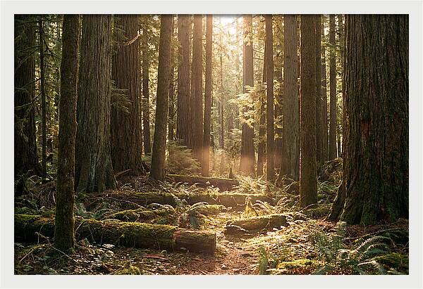 Hoh Rainforest Tranquility