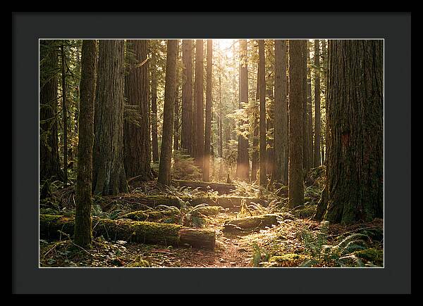Hoh Rainforest Tranquility