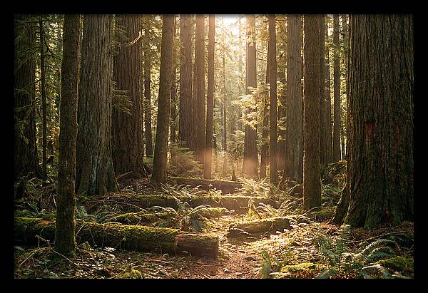 Hoh Rainforest Tranquility