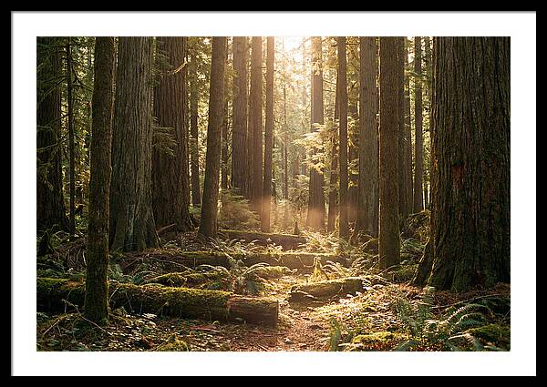Hoh Rainforest Tranquility