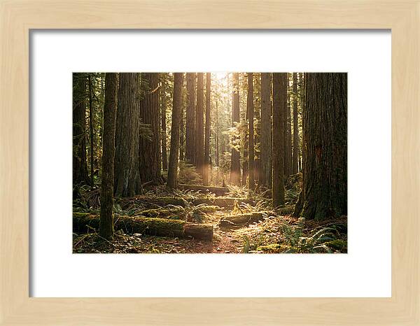 Hoh Rainforest Tranquility