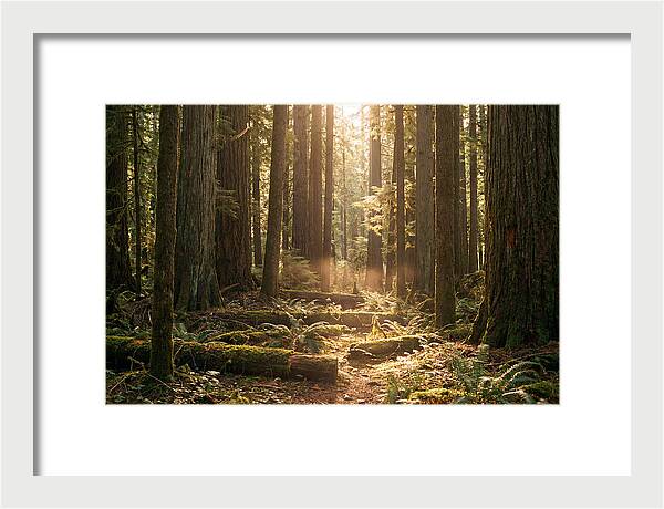 Hoh Rainforest Tranquility