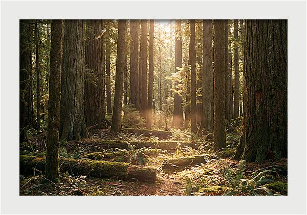 Hoh Rainforest Tranquility