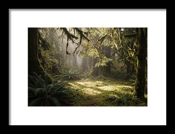 Hoh Rainforest Tranquility