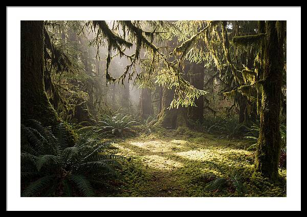 Hoh Rainforest Tranquility