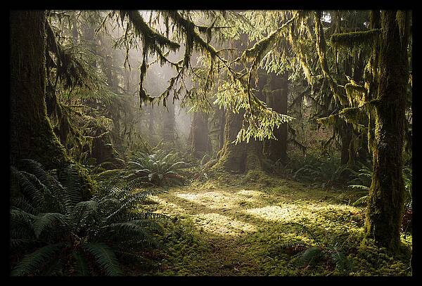 Hoh Rainforest Tranquility