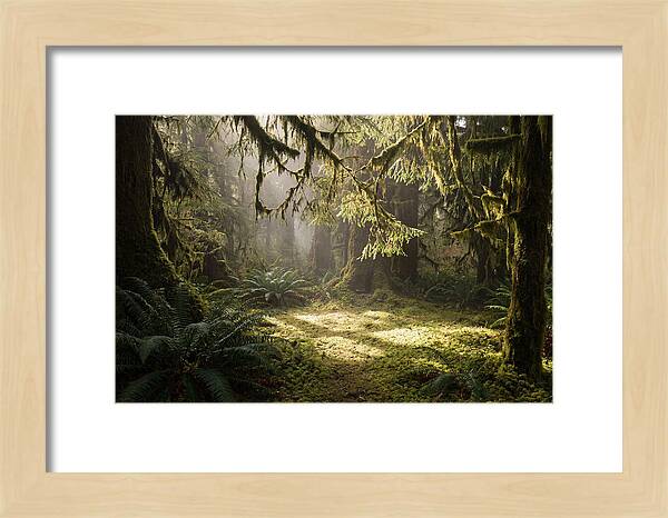 Hoh Rainforest Tranquility