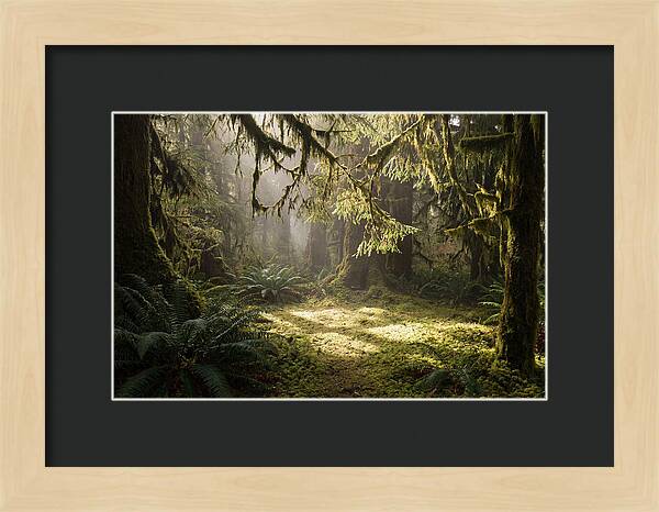 Hoh Rainforest Tranquility