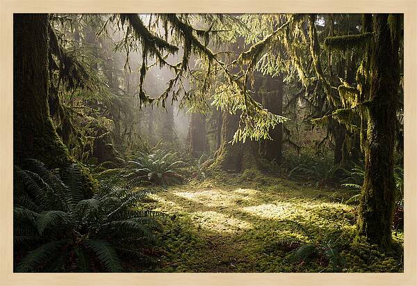 Hoh Rainforest Tranquility