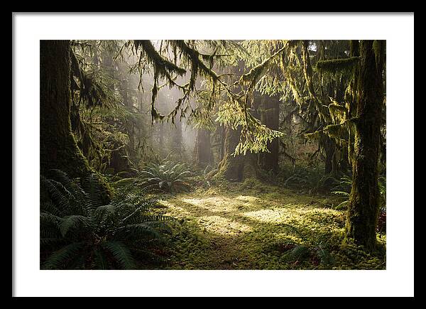 Hoh Rainforest Tranquility