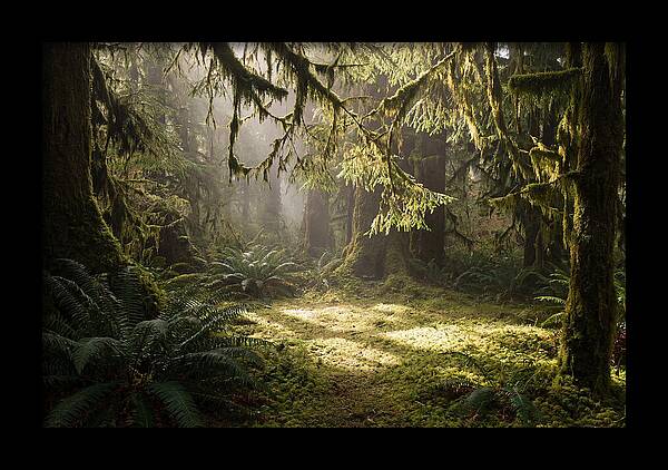 Hoh Rainforest Tranquility