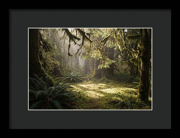 Hoh Rainforest Tranquility
