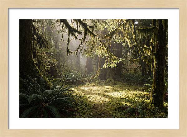 Hoh Rainforest Tranquility