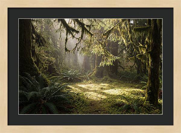 Hoh Rainforest Tranquility