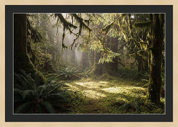 Hoh Rainforest Tranquility