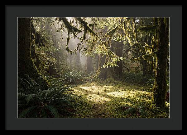 Hoh Rainforest Tranquility