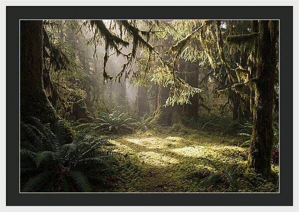 Hoh Rainforest Tranquility