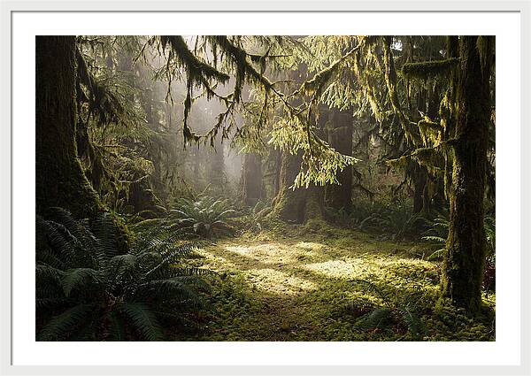 Hoh Rainforest Tranquility