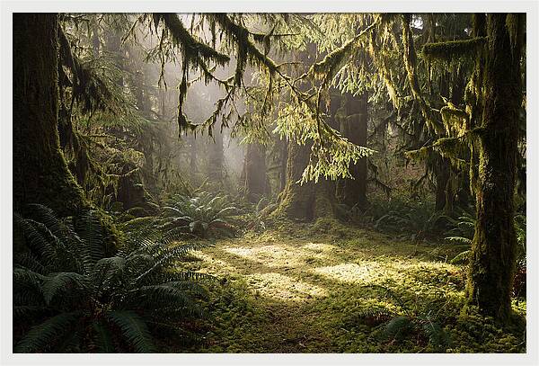 Hoh Rainforest Tranquility